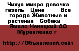 Чихуа микро девочка газель › Цена ­ 65 - Все города Животные и растения » Собаки   . Ямало-Ненецкий АО,Муравленко г.